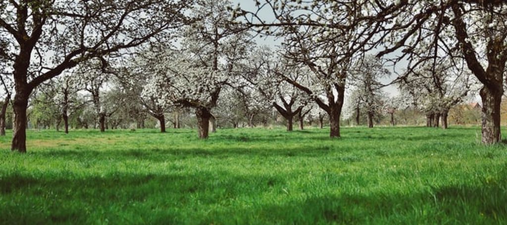 BLAGOSLOV POLJA I USJEVA NA MARKOVO
